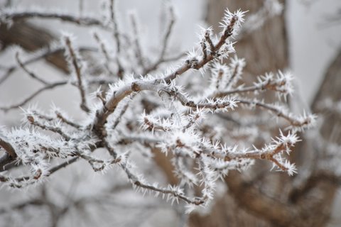 Frost in Wichita 053 Hoarfrost on a tree branch