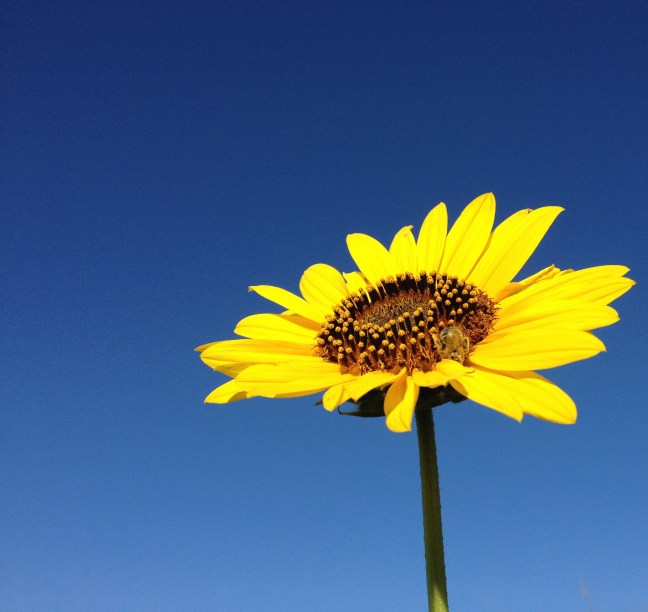 Kansas sunflower