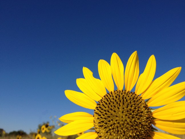 Kansas sunflowers